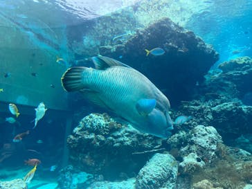 沖縄美ら海水族館に投稿された画像（2024/2/8）