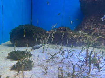 沖縄美ら海水族館に投稿された画像（2024/2/8）