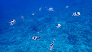 石垣島 ADVENTURE PiPi（イシガキジマアドベンチャーピピ）に投稿された画像（2024/2/8）