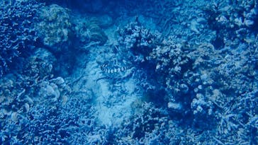 石垣島 ADVENTURE PiPi（イシガキジマアドベンチャーピピ）に投稿された画像（2024/2/8）