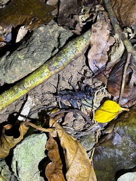 石垣島 ADVENTURE PiPi（イシガキジマアドベンチャーピピ）に投稿された画像（2024/2/8）