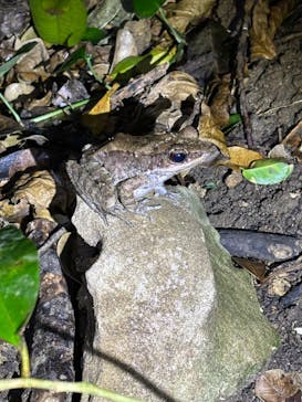 石垣島 ADVENTURE PiPi（イシガキジマアドベンチャーピピ）に投稿された画像（2024/2/8）