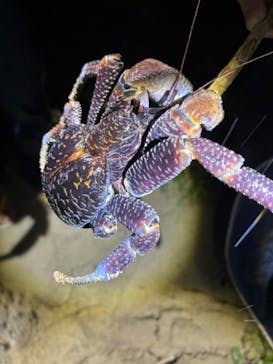 石垣島 ADVENTURE PiPi（イシガキジマアドベンチャーピピ）に投稿された画像（2024/2/8）