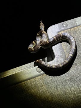 石垣島 ADVENTURE PiPi（イシガキジマアドベンチャーピピ）に投稿された画像（2024/2/8）