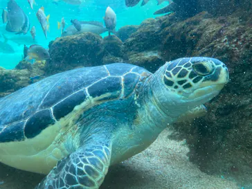 横浜・八景島シーパラダイスに投稿された画像（2024/2/8）