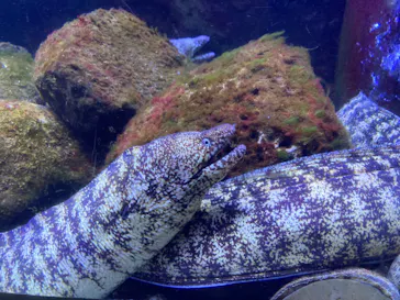 横浜・八景島シーパラダイスに投稿された画像（2024/2/8）