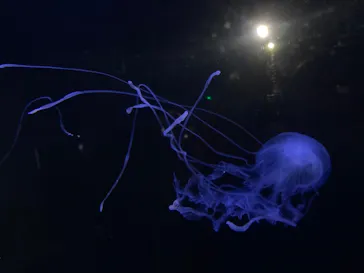 横浜・八景島シーパラダイスに投稿された画像（2024/2/8）