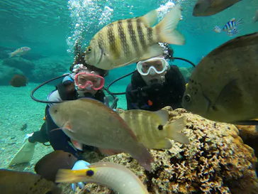 武藤潜水に投稿された画像（2024/2/8）