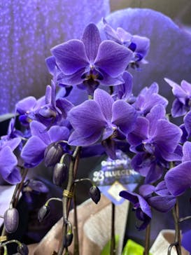 世界らん展2026-花と緑の祭典-に投稿された画像（2024/2/8）