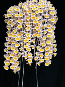 世界らん展2026-花と緑の祭典-に投稿された画像（2024/2/8）