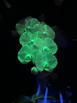 世界らん展2026-花と緑の祭典-に投稿された画像（2024/2/8）