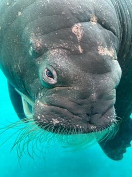 大分マリーンパレス水族館 「うみたまご」に投稿された画像（2024/2/8）