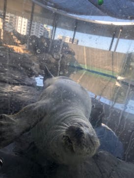 しながわ水族館に投稿された画像（2024/2/8）