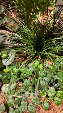 いばらきフラワーパークに投稿された画像（2024/2/9）