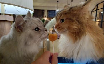 猫カフェモカ　池袋東口店に投稿された画像（2024/2/9）