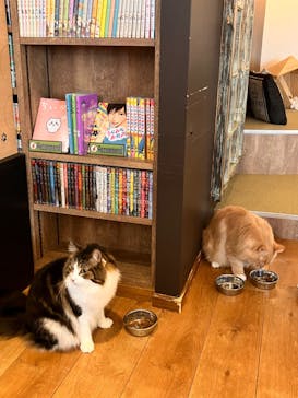 猫カフェモカ　池袋東口店に投稿された画像（2024/2/9）