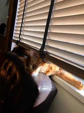 猫カフェモカ　池袋東口店に投稿された画像（2024/2/9）