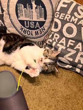 猫カフェモカ　池袋東口店に投稿された画像（2024/2/9）