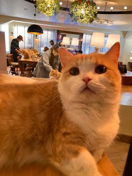 猫カフェモカ　池袋東口店に投稿された画像（2024/2/9）