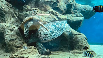 名古屋港水族館に投稿された画像（2024/2/9）