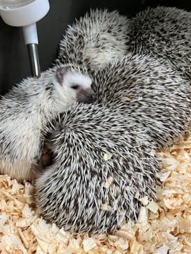 いきもの探検隊上尾に投稿された画像（2024/2/9）