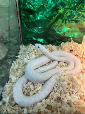 いきもの探検隊上尾に投稿された画像（2024/2/9）