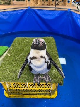 いきもの探検隊上尾に投稿された画像（2024/2/9）