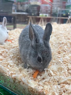 いきもの探検隊上尾に投稿された画像（2024/2/9）