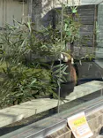 天王寺動物園に投稿された画像（2024/2/9）