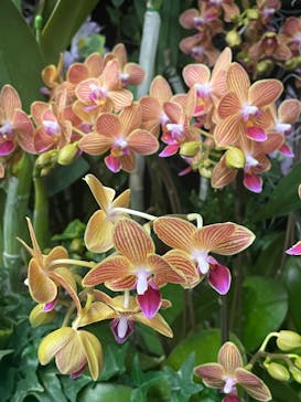 世界らん展2026-花と緑の祭典-に投稿された画像（2024/2/9）