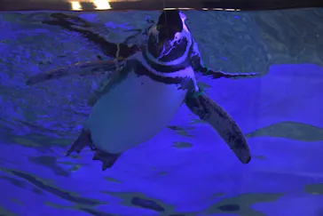 すみだ水族館に投稿された画像（2024/2/9）