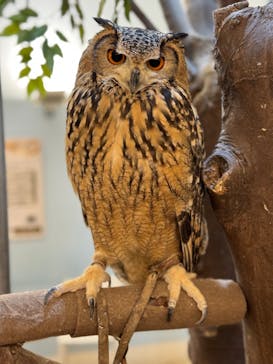 Moff アニマル カフェ イーアス 高尾店に投稿された画像（2024/2/9）