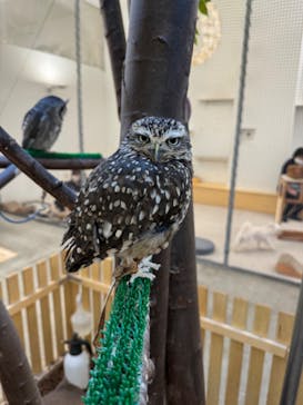 Moff アニマル カフェ イーアス 高尾店に投稿された画像（2024/2/9）