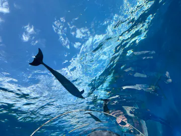 横浜・八景島シーパラダイスに投稿された画像（2024/2/9）