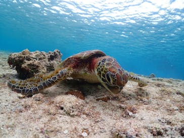 宮古島マリン GB QUESTに投稿された画像（2024/2/9）