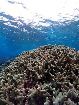 宮古島マリン GB QUESTに投稿された画像（2024/2/9）