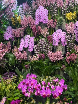 世界らん展2026-花と緑の祭典-に投稿された画像（2024/2/10）