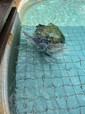 下田海中水族館に投稿された画像（2024/2/10）
