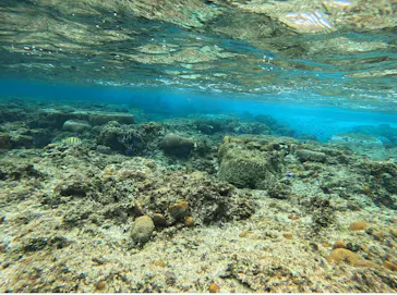 武藤潜水に投稿された画像（2024/2/10）