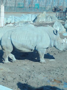 群馬サファリパークに投稿された画像（2024/2/10）