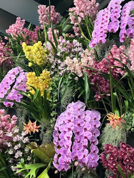 世界らん展2026-花と緑の祭典-に投稿された画像（2024/2/10）