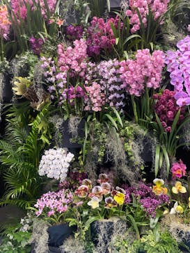 世界らん展2026-花と緑の祭典-に投稿された画像（2024/2/10）