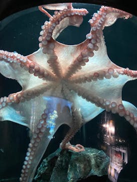 サンシャイン水族館に投稿された画像（2024/2/10）