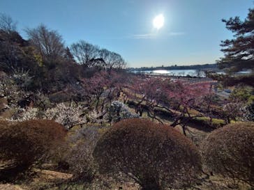 偕楽園本園に投稿された画像（2024/2/10）