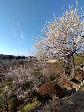 偕楽園本園に投稿された画像（2024/2/10）