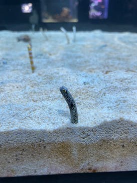 DMMかりゆし水族館に投稿された画像（2024/2/10）