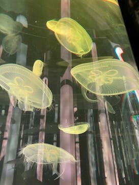 DMMかりゆし水族館に投稿された画像（2024/2/10）