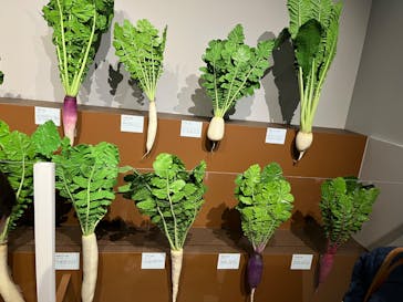 特別展「和食 ～日本の自然、人々の知恵～」に投稿された画像（2024/2/10）