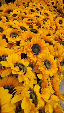 ゴッホ・アライブに投稿された画像（2024/2/10）