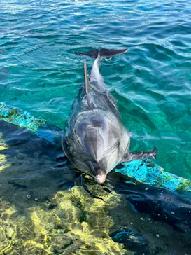 横浜・八景島シーパラダイスに投稿された画像（2024/2/10）